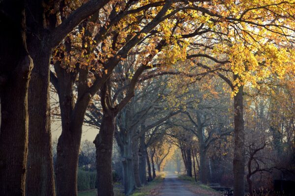 Wednesdays - Autumn Term (Full Term)