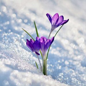 Wednesday Night Yoga Classes (Drop in - Spring Term 2025) - Image 2